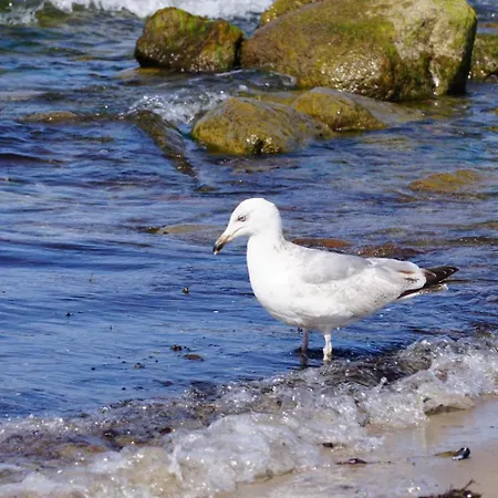 Strandrose Semesterbostad